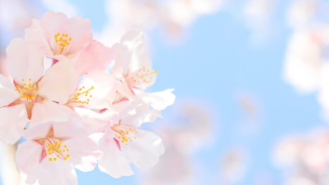 桜の花のクローズアップ写真